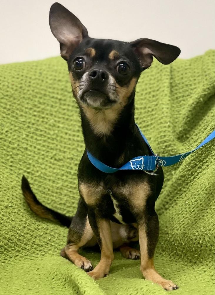 Enlarge Hercules, a Adoptable mixed breed in Jamestown, CA image 2/2