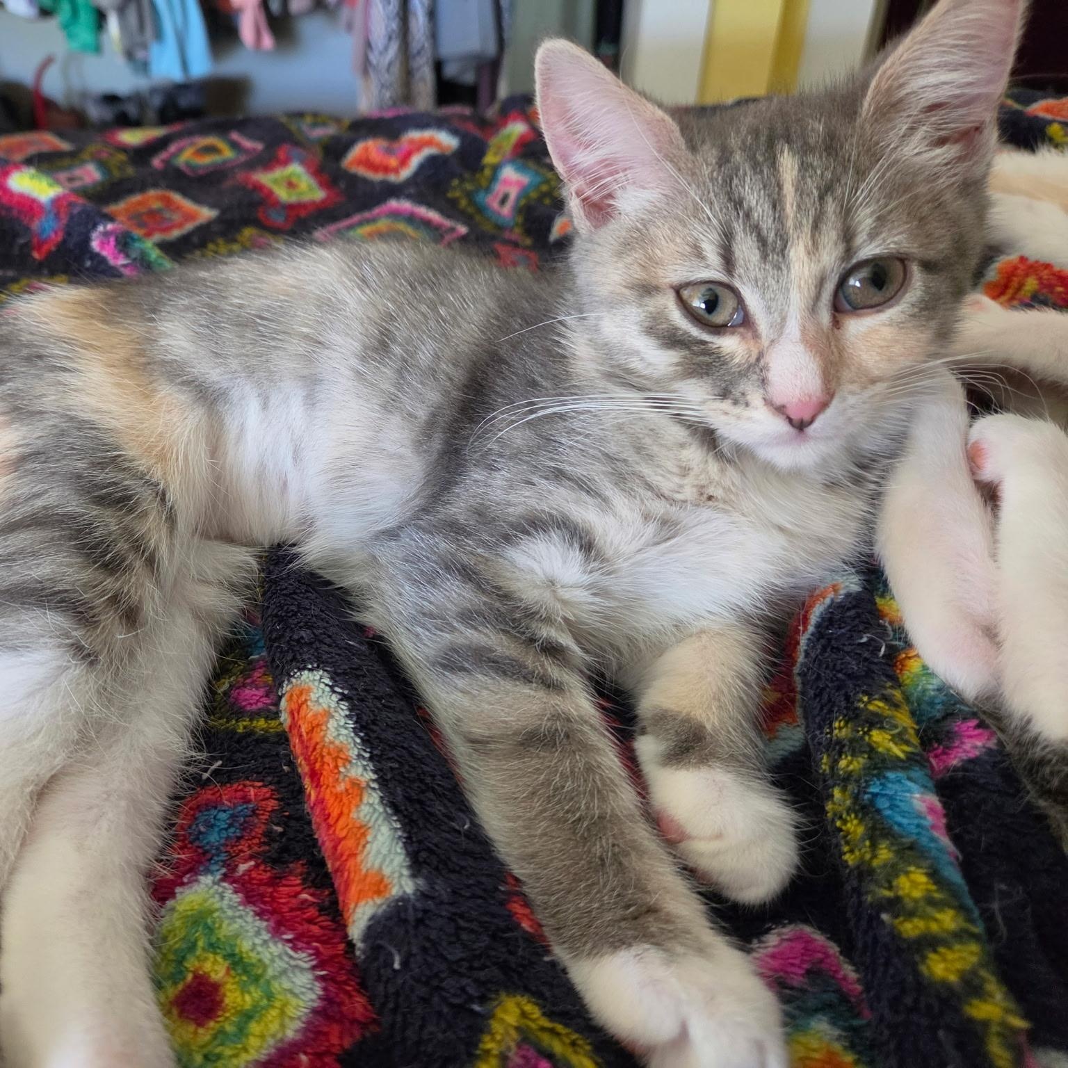 Enlarge Marion (bonded with Pinky), a ADOPTABLE Domestic Short Hair in Silverton, OR image 2/4