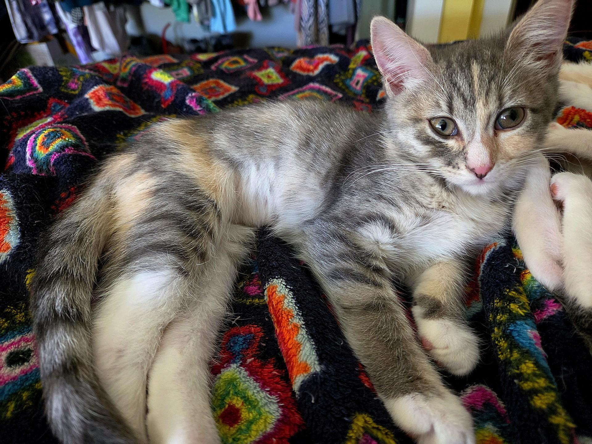 Marion (bonded with Pinky), a ADOPTABLE Domestic Short Hair in Silverton, OR image 6/6