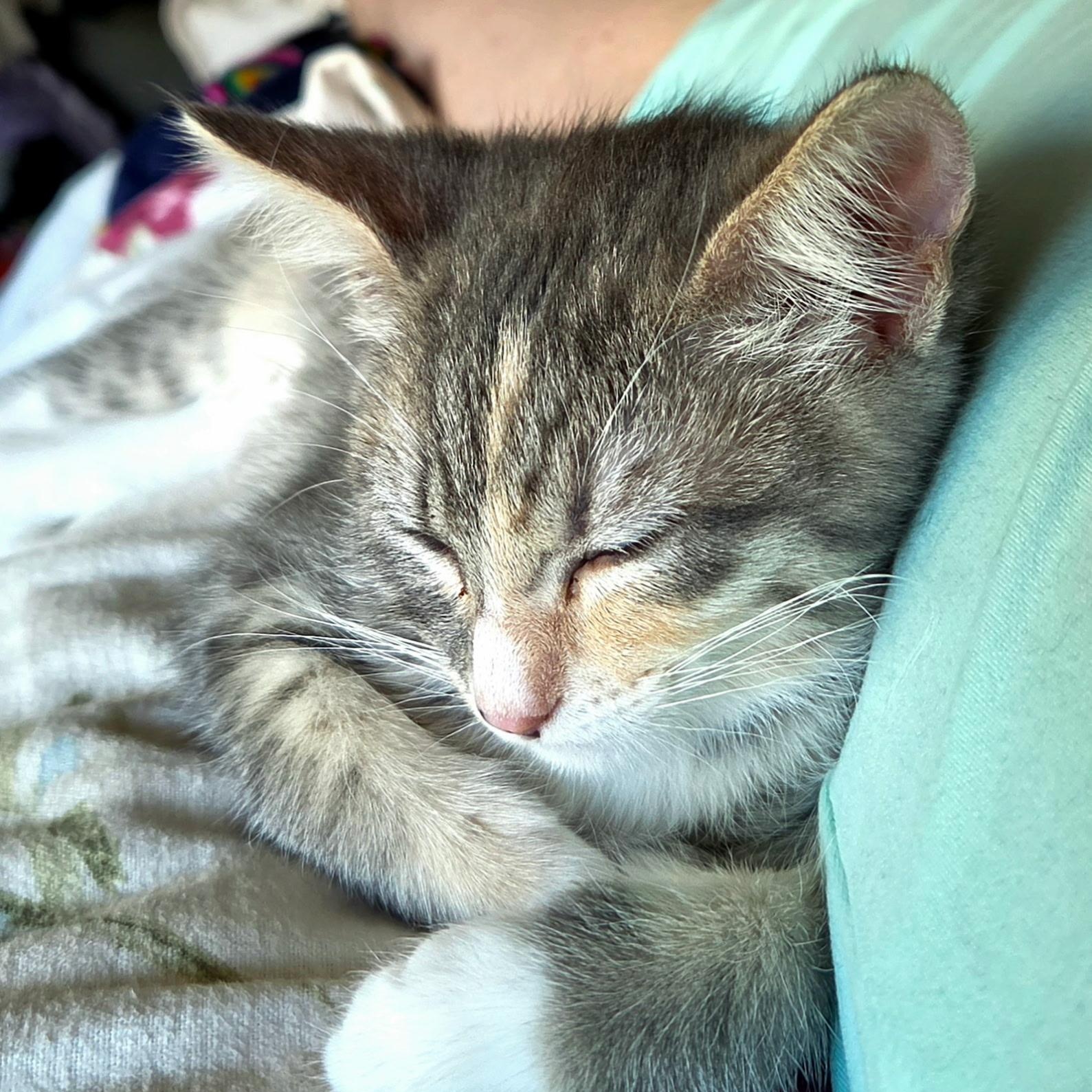 Enlarge Marion (bonded with Pinky), a ADOPTABLE Domestic Short Hair in Silverton, OR image 3/4