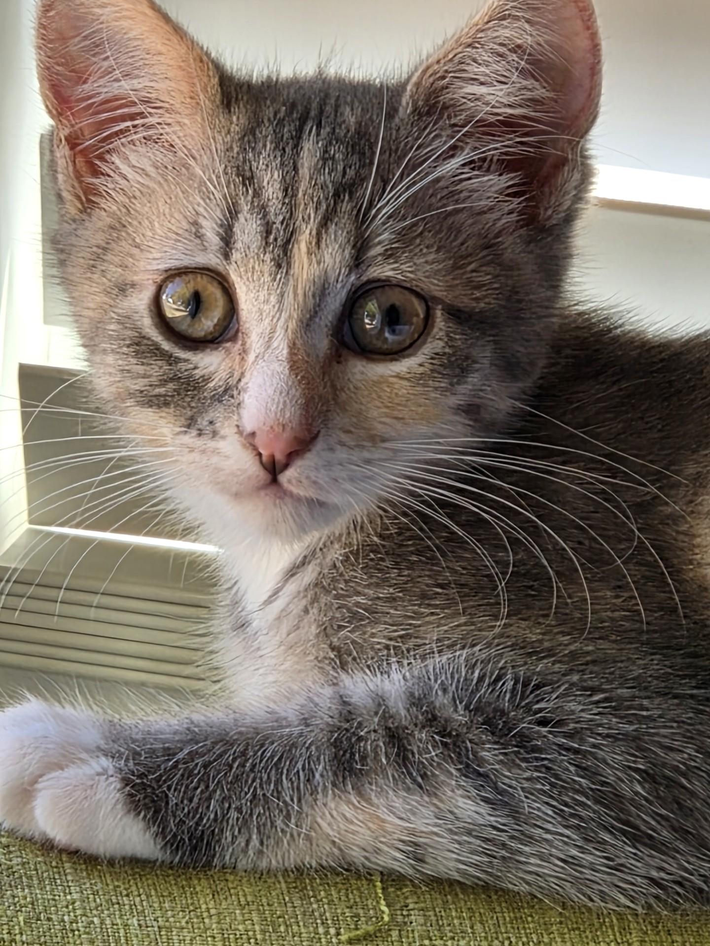 Marion (bonded with Pinky), a ADOPTABLE Domestic Short Hair in Silverton, OR image 1/6