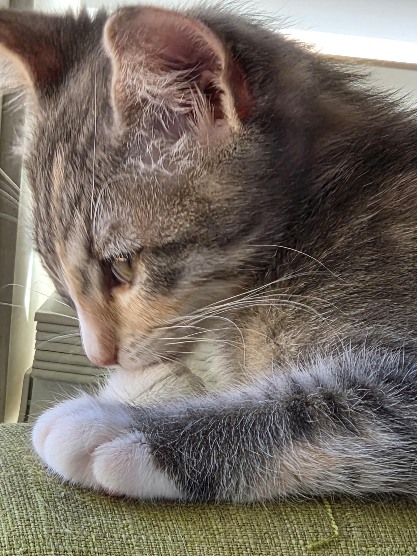 Marion (bonded with Pinky), a ADOPTABLE Domestic Short Hair in Silverton, OR image 3/6