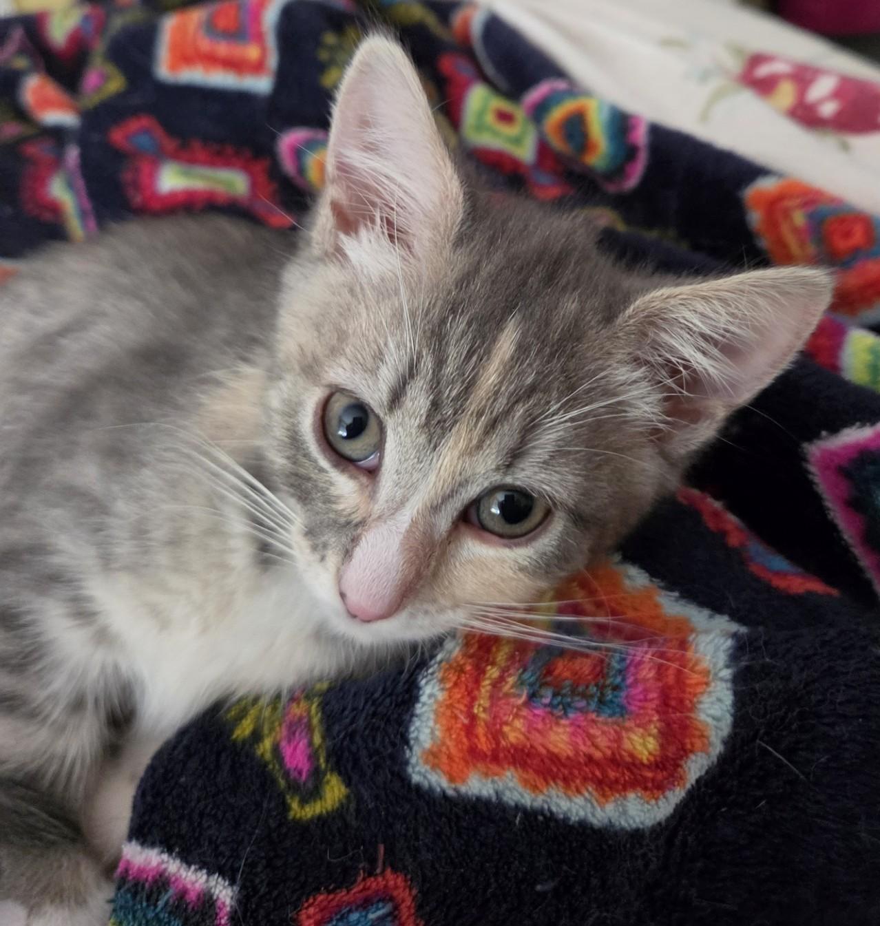 Marion (bonded with Pinky), a ADOPTABLE Domestic Short Hair in Silverton, OR image 4/6