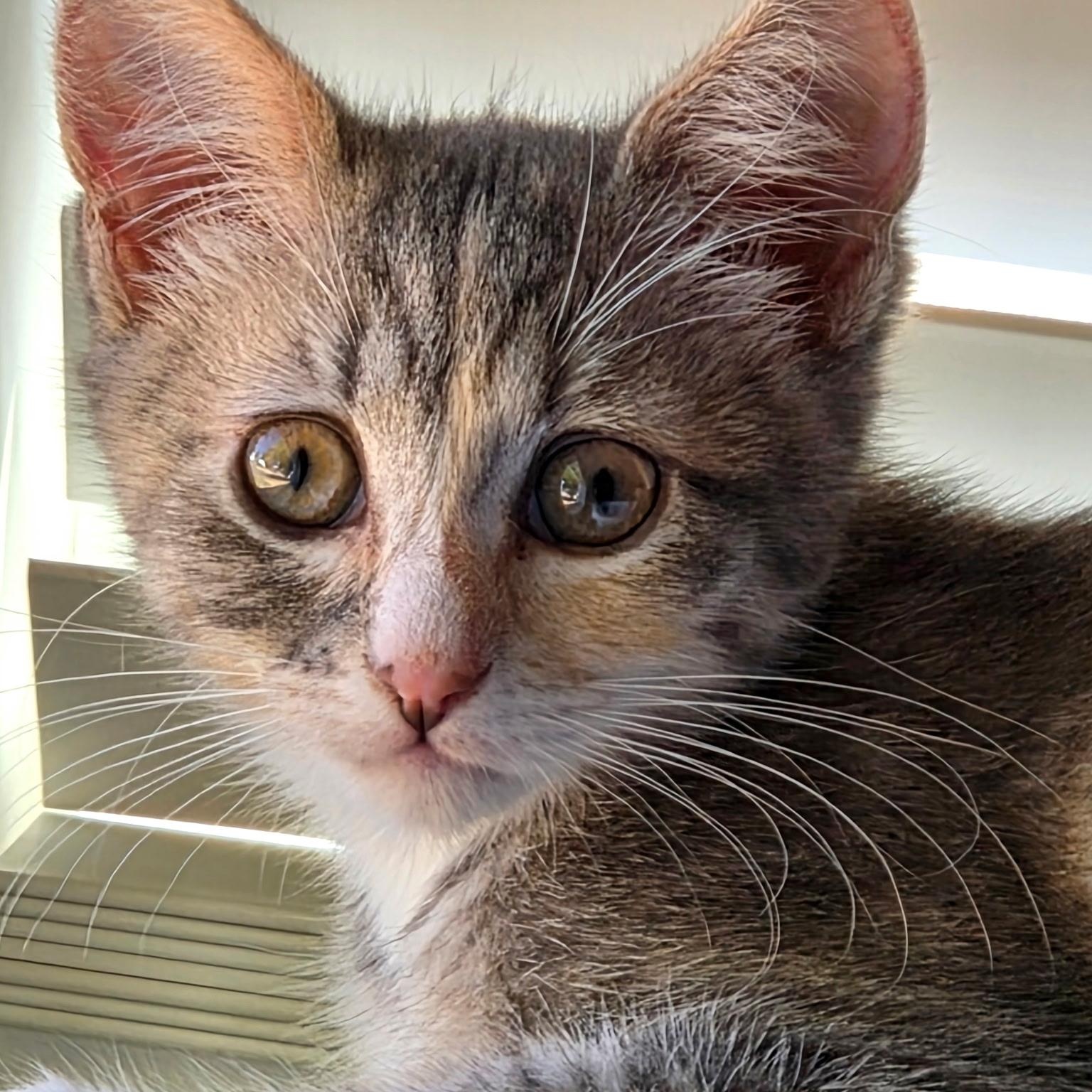 Enlarge Marion (bonded with Pinky), a ADOPTABLE Domestic Short Hair in Silverton, OR image 4/4