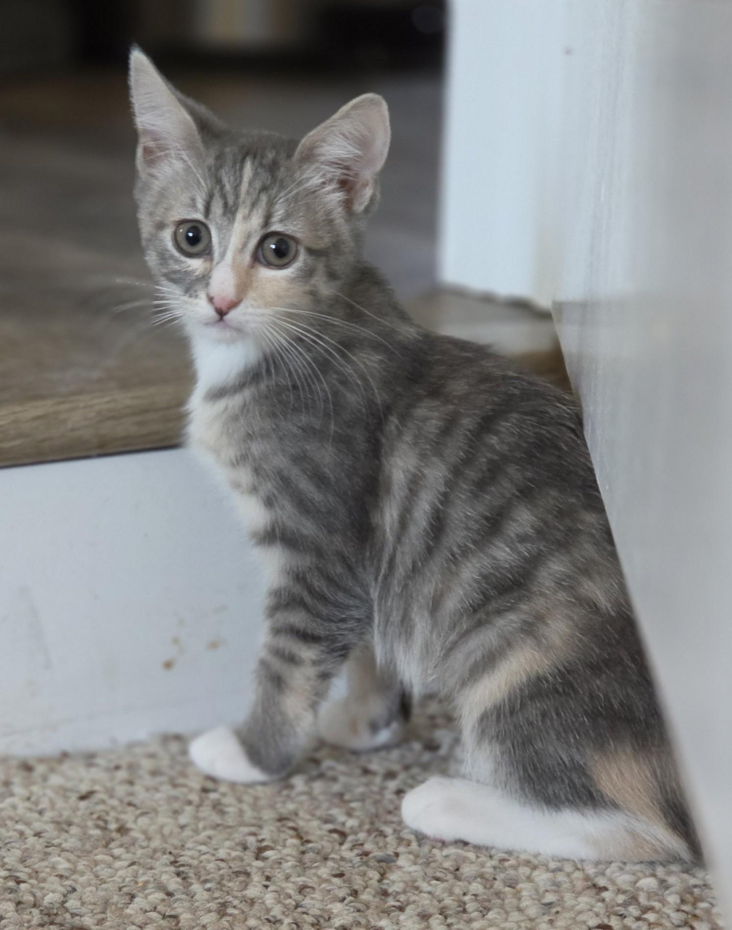 Marion (bonded with Pinky), a ADOPTABLE Domestic Short Hair in Silverton, OR image 2/6