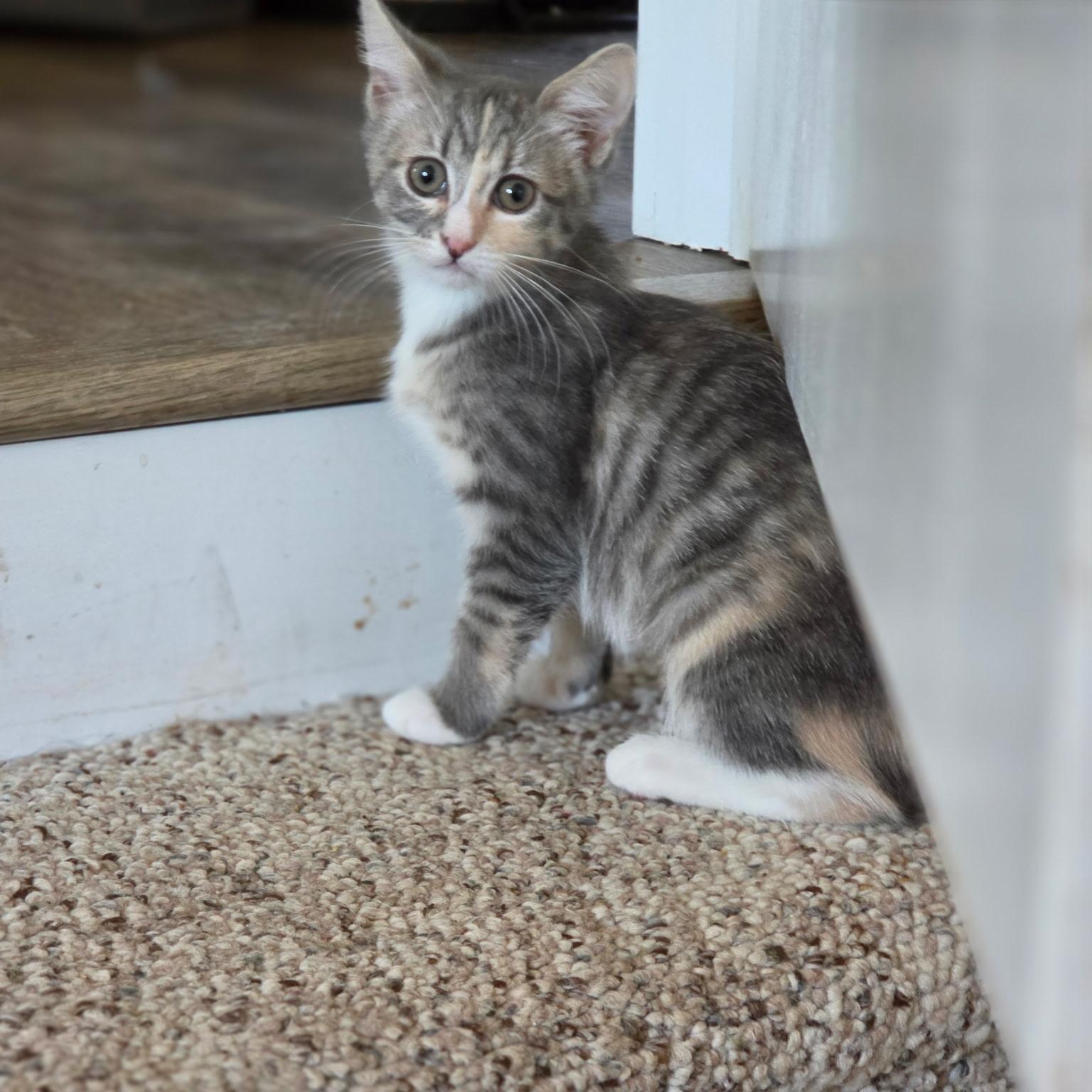 Marion (bonded with Pinky), ADOPTABLE, Kitten Female Domestic Short Hair.