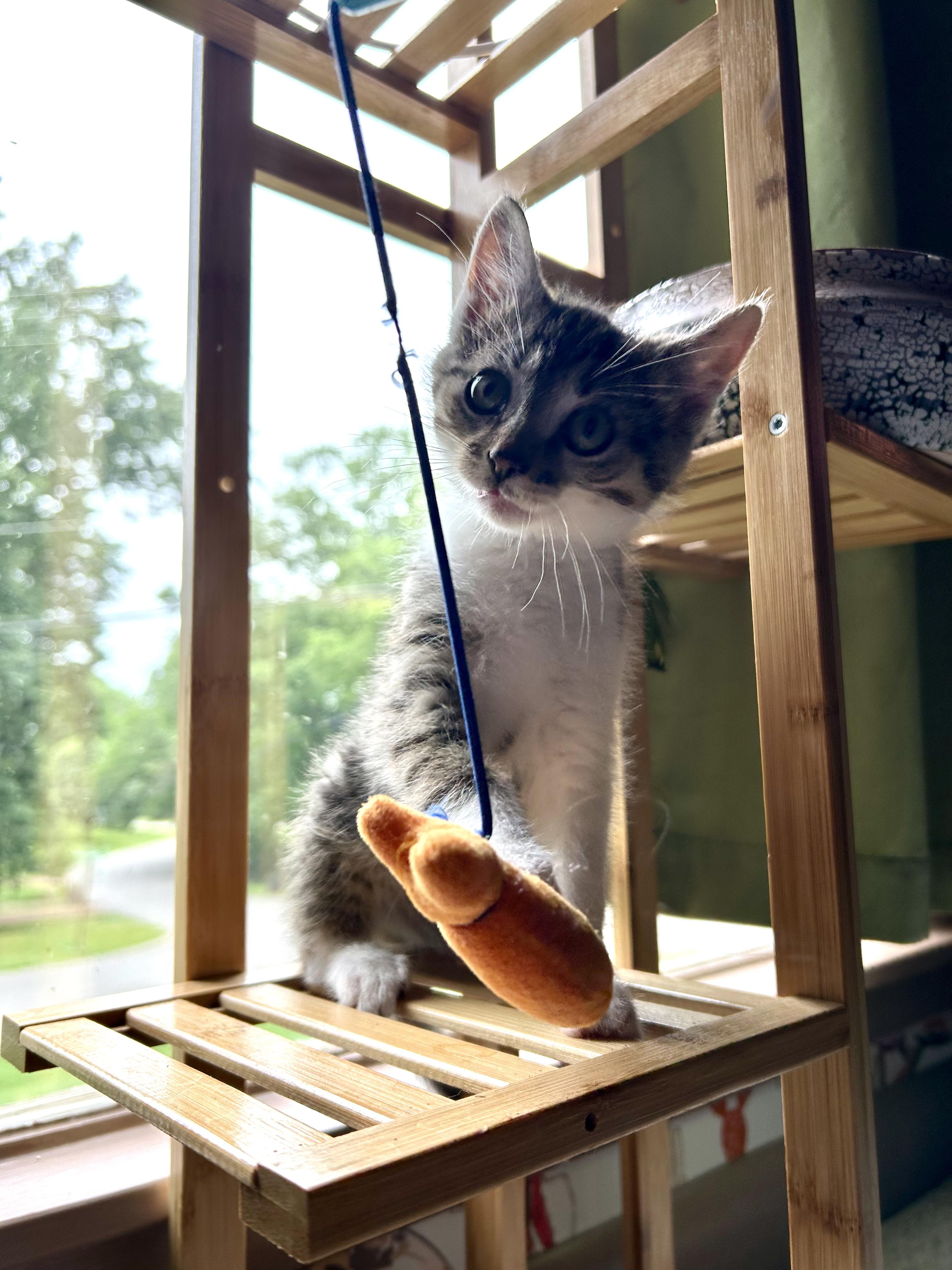 Cooper, Baby Male Domestic Short Hair