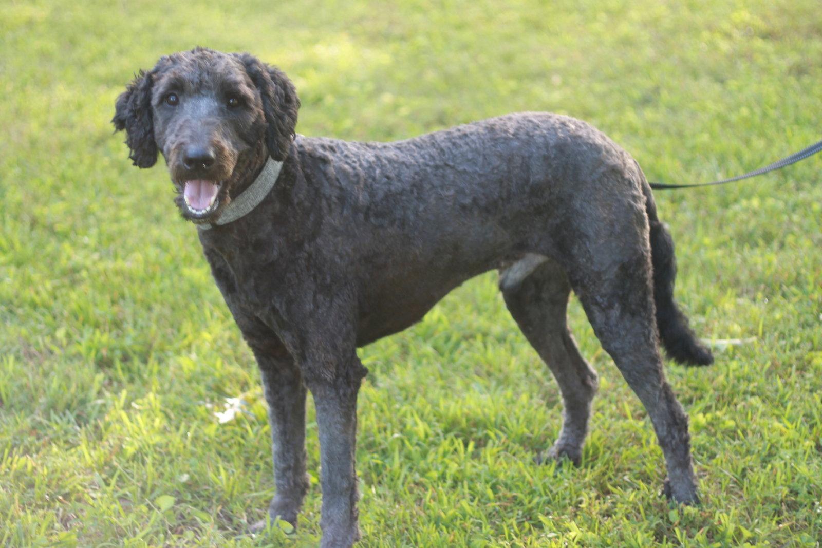 Baxter, a Adoptable Standard Poodle in Cookeville, TN image 1/3