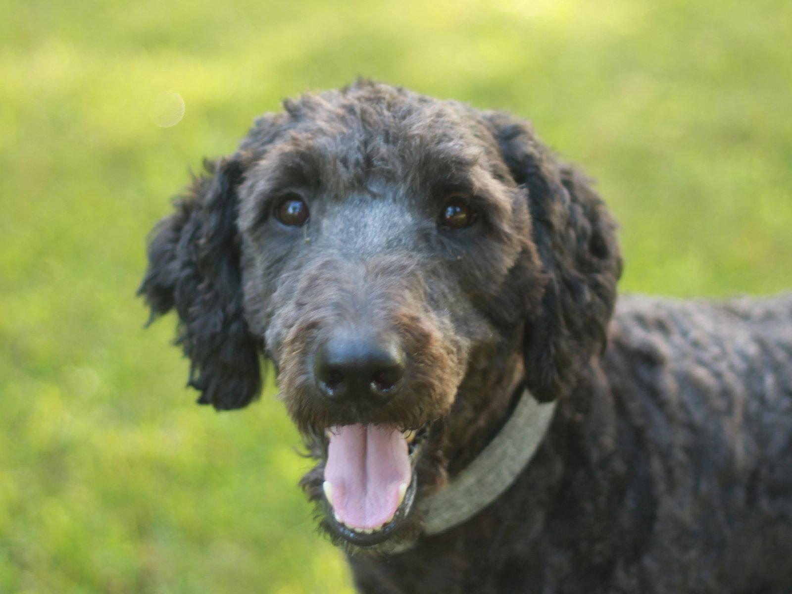 Baxter, a Adoptable Standard Poodle in Cookeville, TN image 2/3