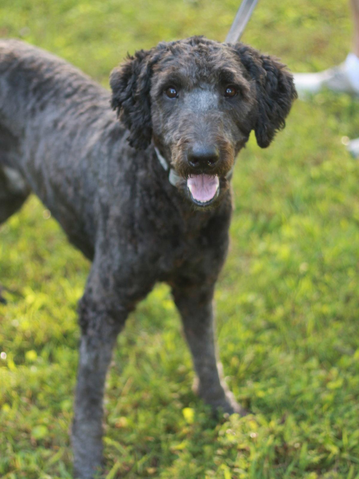 Baxter, a Adoptable Standard Poodle in Cookeville, TN image 3/3
