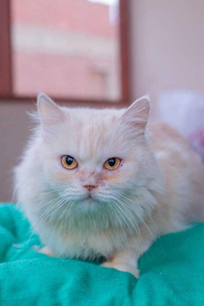 Enlarge Vanilla, a Adoptable Persian in WOLCOTT, CT image 1/6