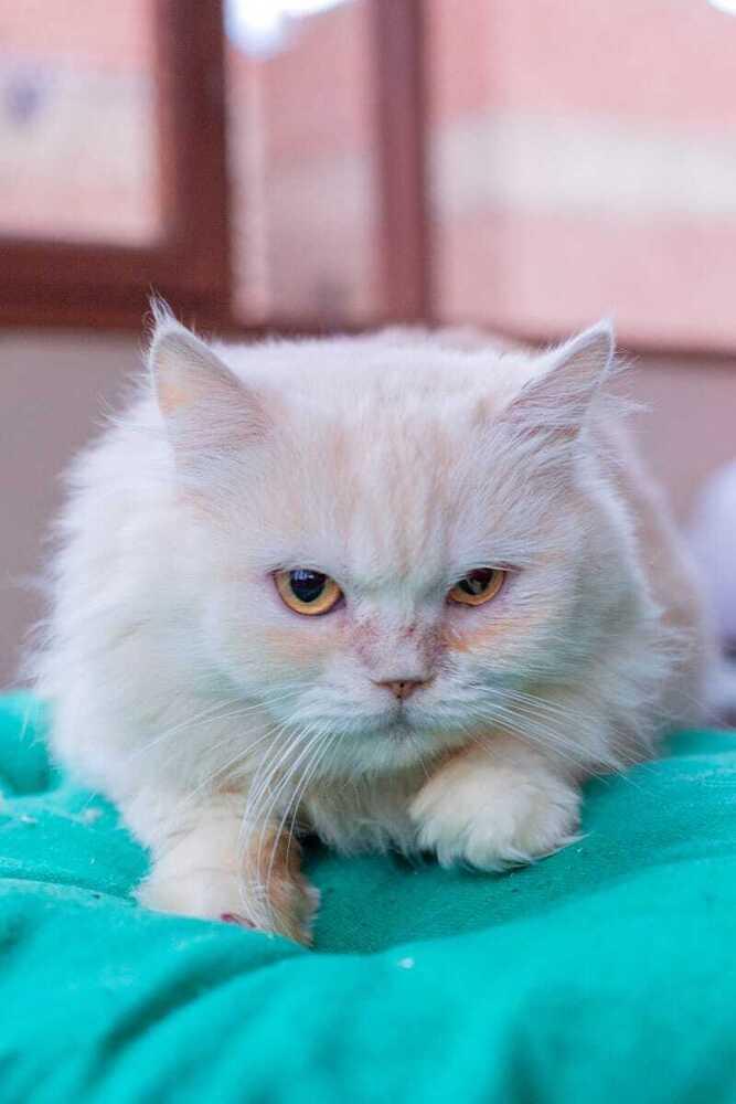 Enlarge Vanilla, a Adoptable Persian in WOLCOTT, CT image 3/6
