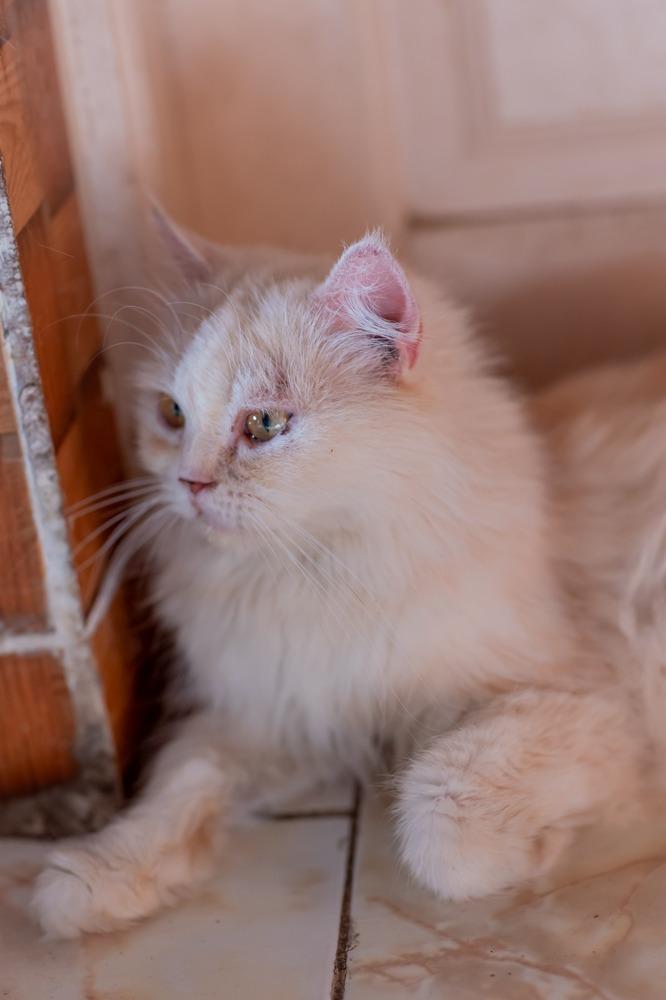 Enlarge Vanilla, a Adoptable Persian in WOLCOTT, CT image 5/6