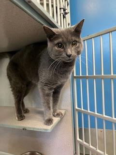 River & Cedar (Bonded Pair)