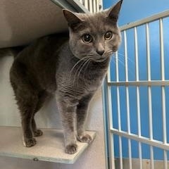 Enlarge River & Cedar (Bonded Pair), a Adoptable Domestic Short Hair in Berryville, VA image 1/2