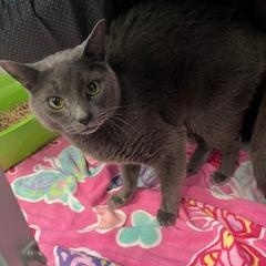 Enlarge River & Cedar (Bonded Pair), a Adoptable Domestic Short Hair in Berryville, VA image 2/2