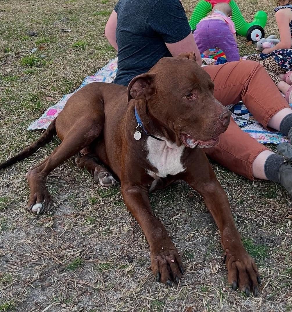 Charlie Brown, a Adoptable mixed breed in Irmo, SC image 2/3
