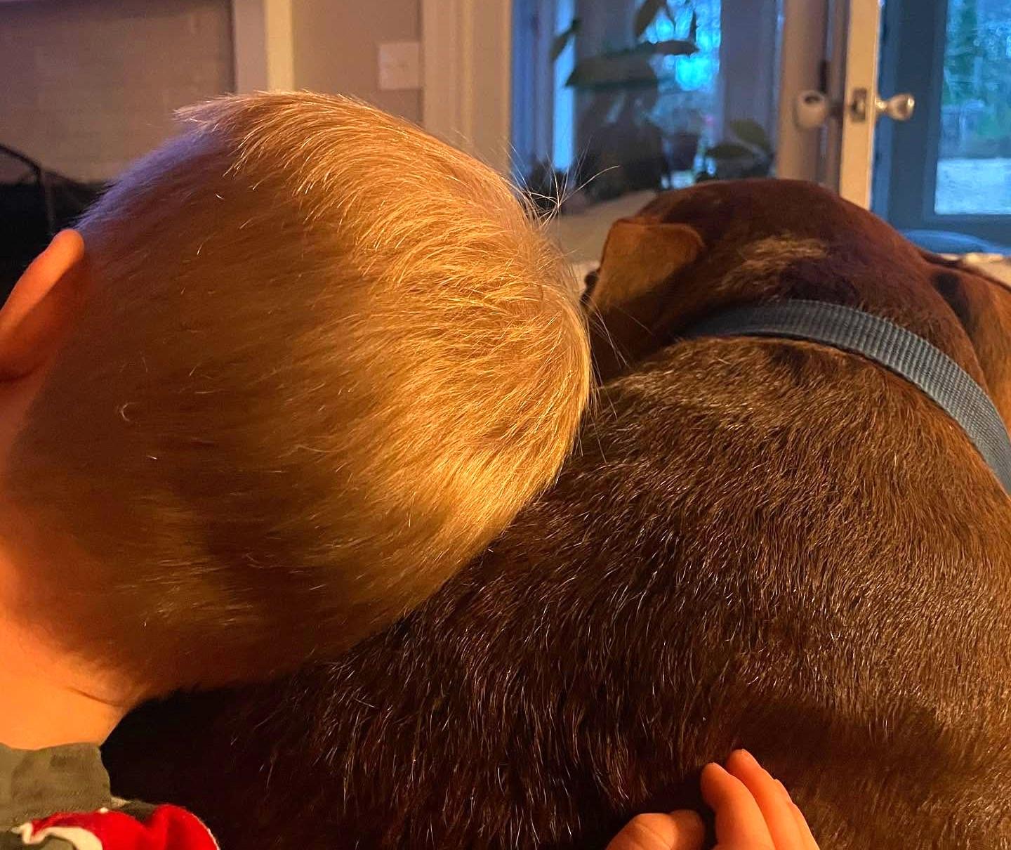 Charlie Brown, a Adoptable mixed breed in Irmo, SC image 3/3