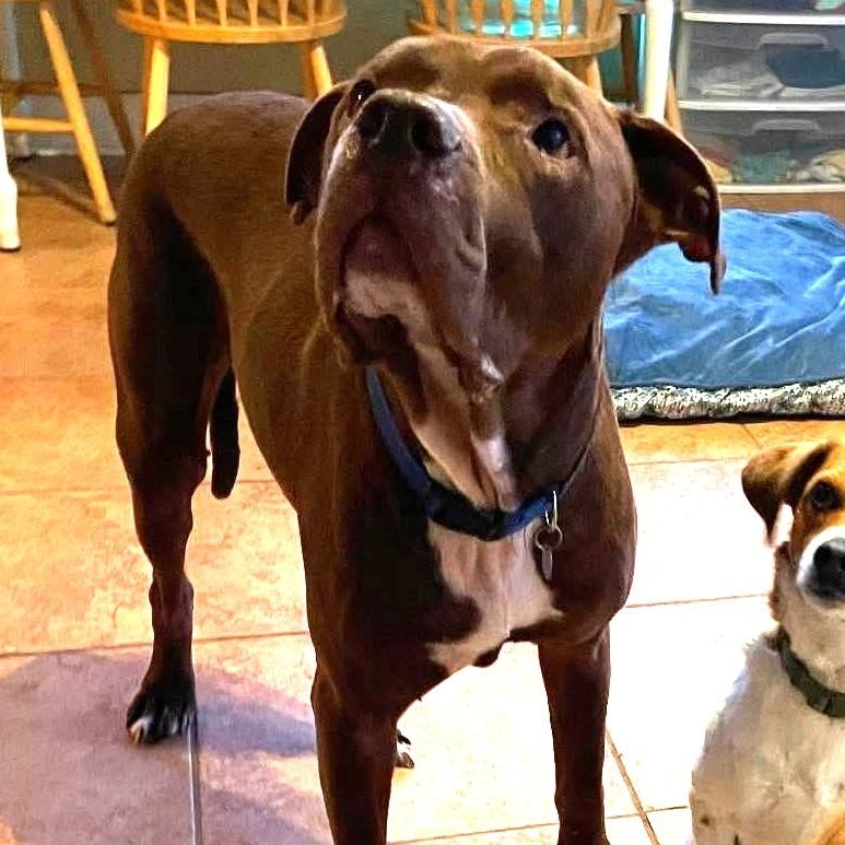 Charlie Brown, Adoptable, Adult Male Mastiff.