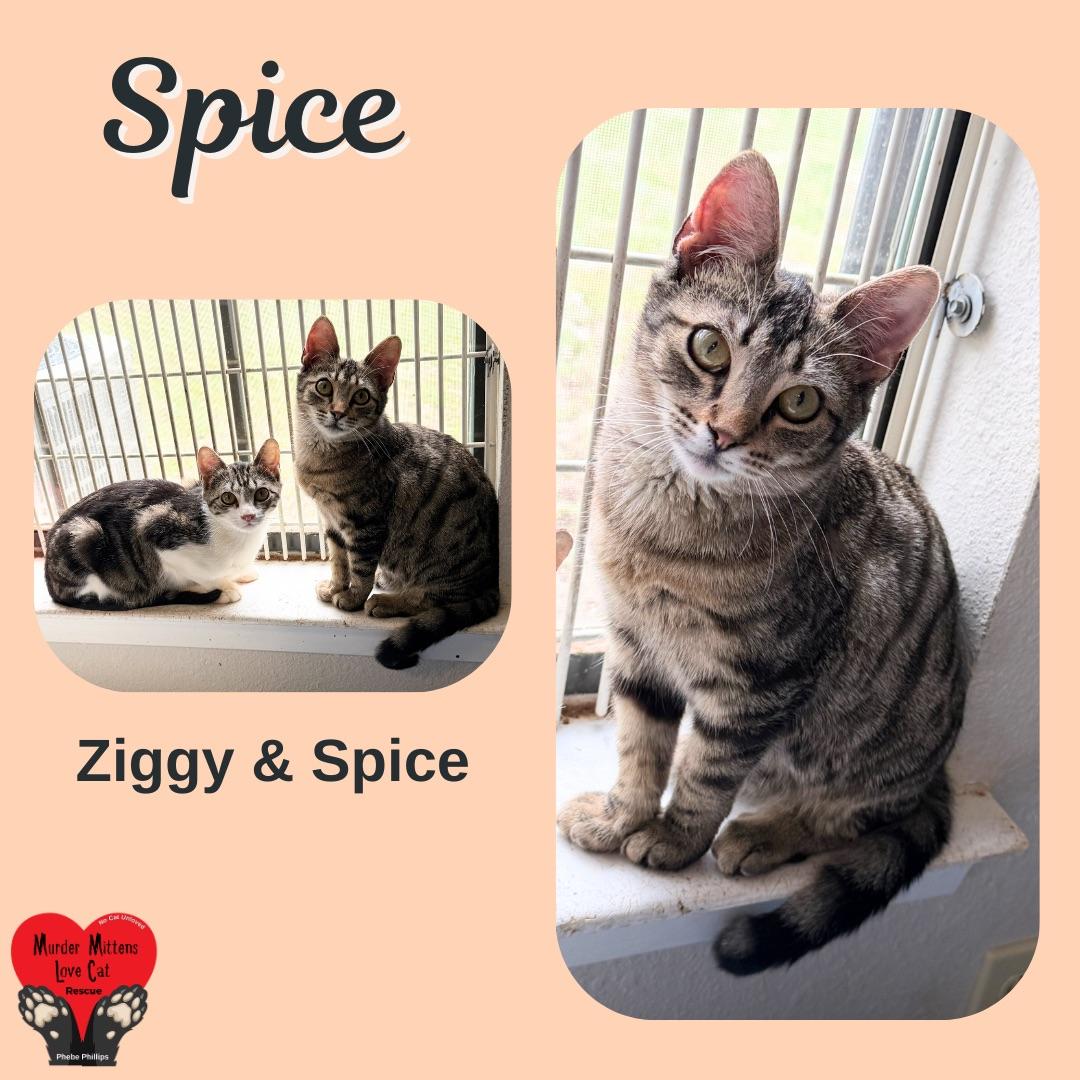 Enlarge Spice, a Adoptable Domestic Short Hair in Houston, TX image 1/1