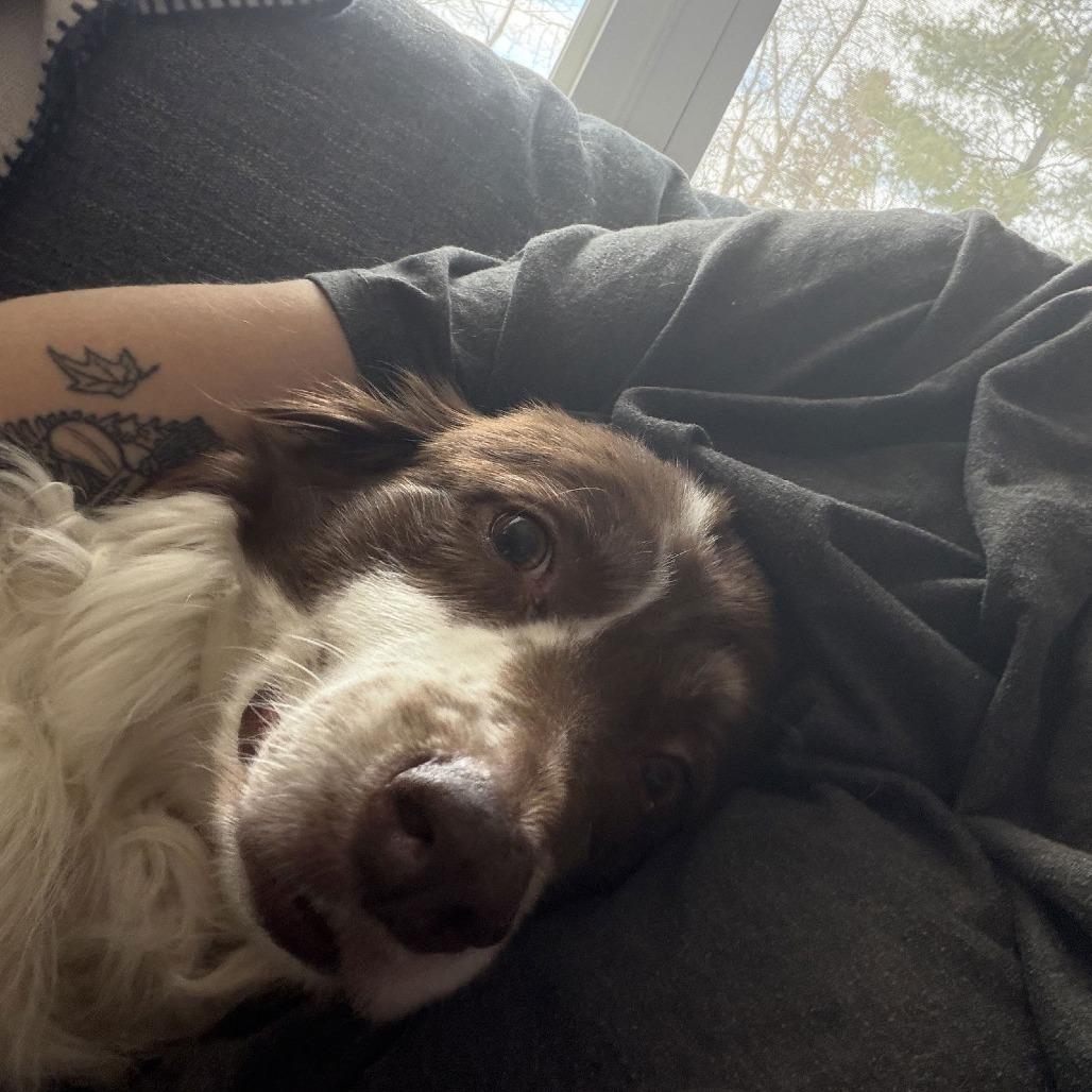 Chevy D9846 — thumbnail 2