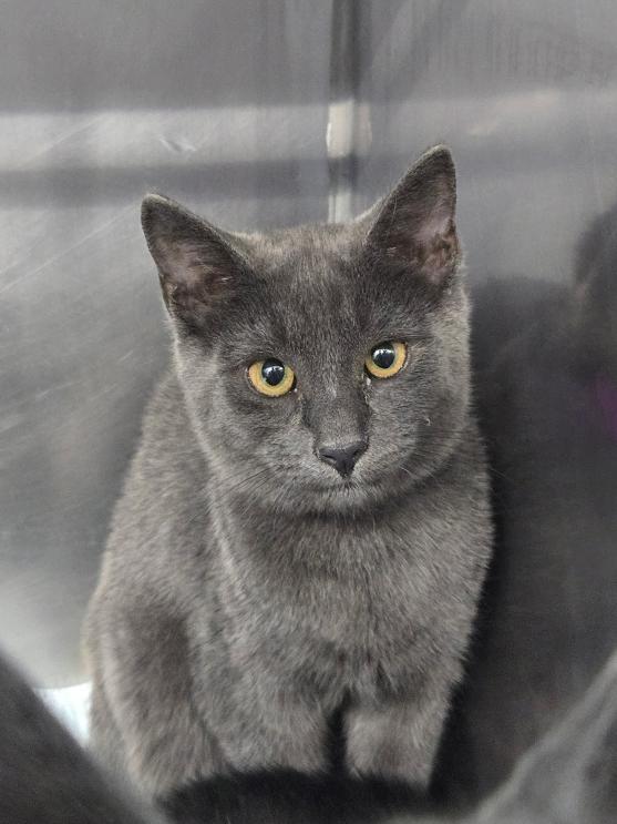 Buck, ADOPTABLE, Young Male Domestic Short Hair.