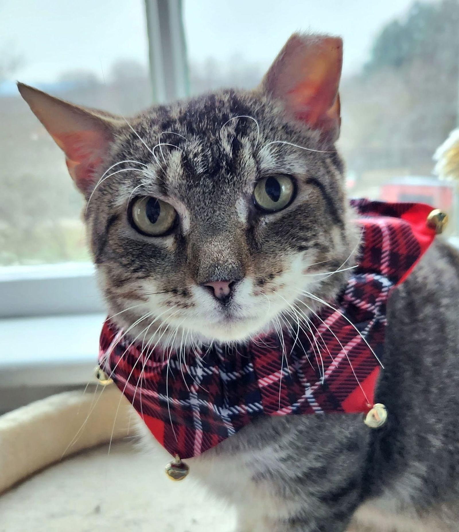 Enlarge Jasper, a Adoptable Domestic Short Hair in Ranson, WV image 1/2