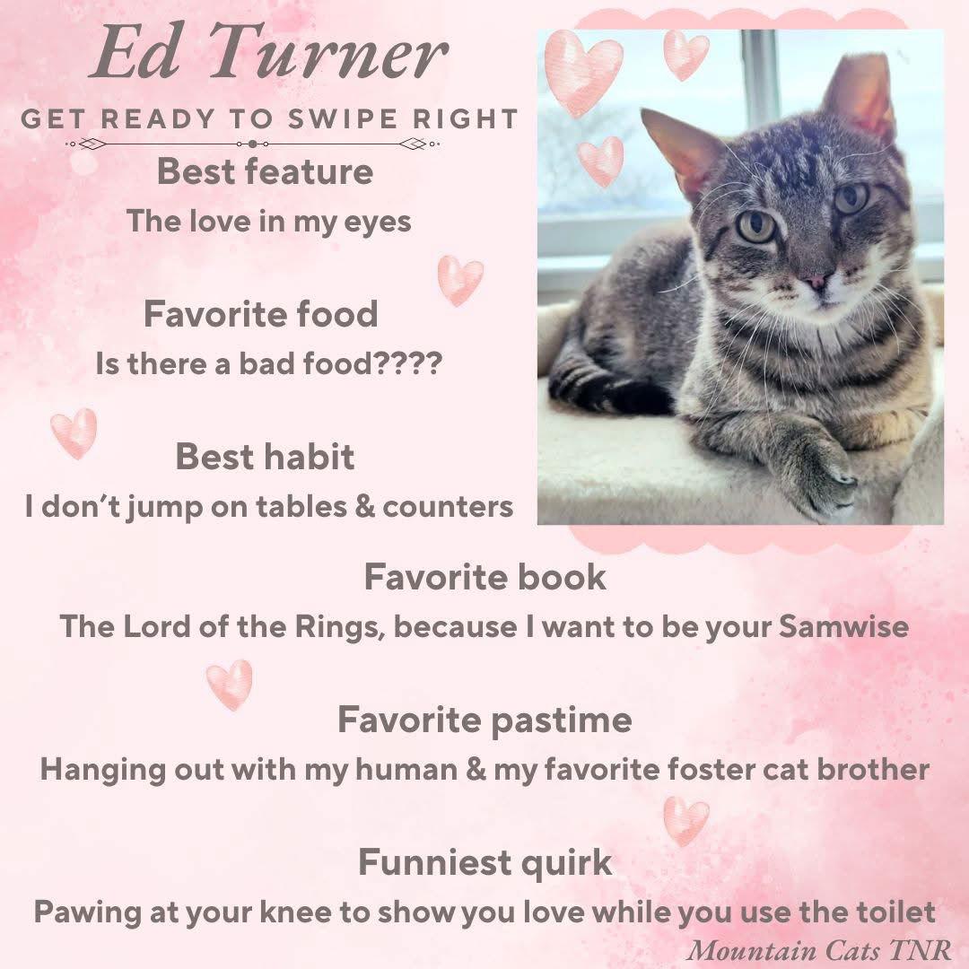 Enlarge Jasper, a Adoptable Domestic Short Hair in Ranson, WV image 2/2