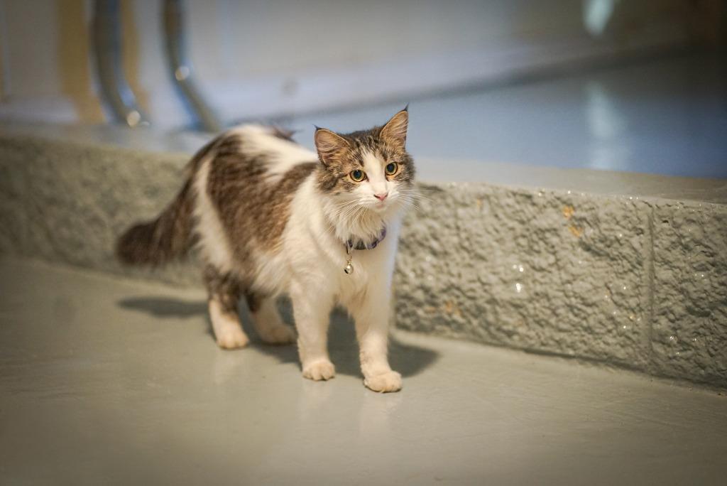 Amethyst, a Adoptable mixed breed in Pittsboro, NC image 1/3