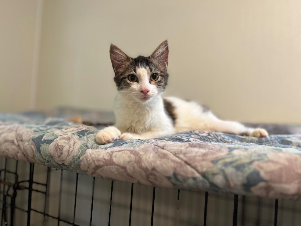 Amethyst, a Adoptable mixed breed in Pittsboro, NC image 2/3