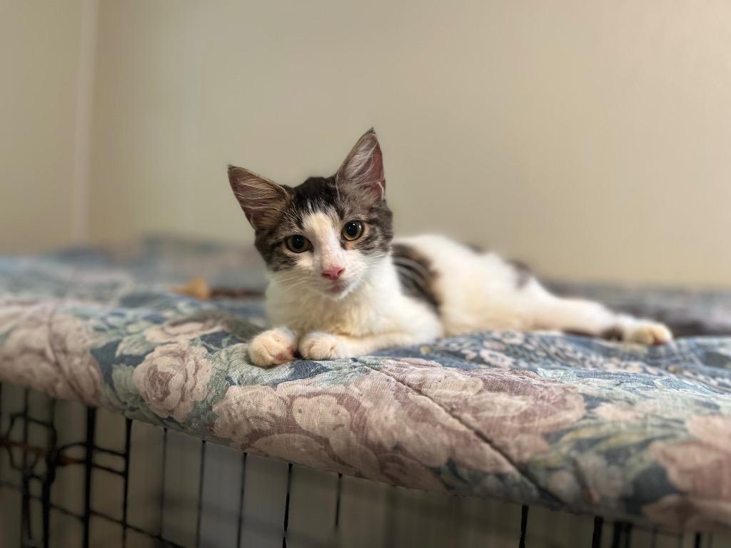 Amethyst, a Adoptable mixed breed in Pittsboro, NC image 3/3