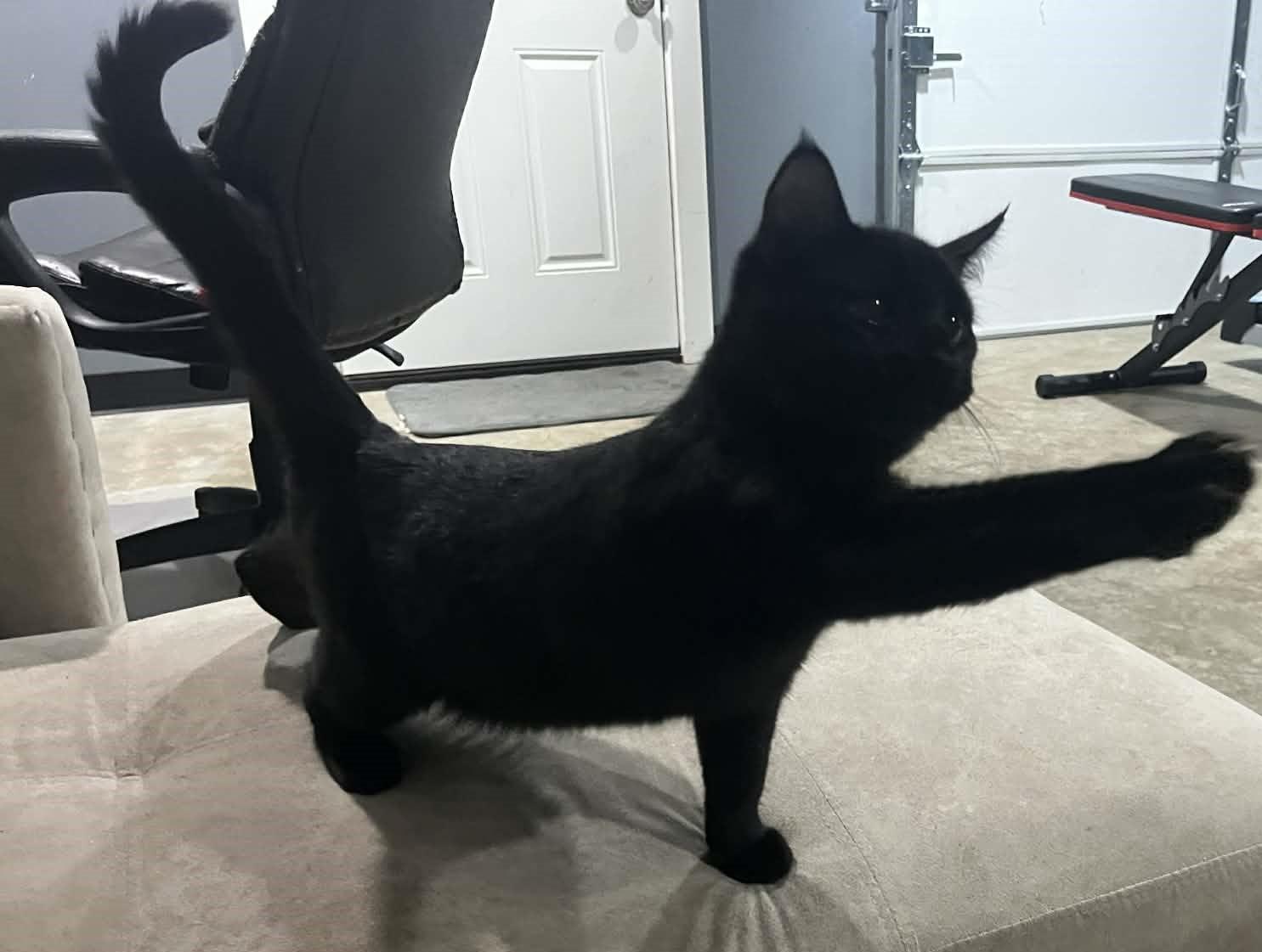 Bubba, ADOPTABLE, Young Male Domestic Short Hair.