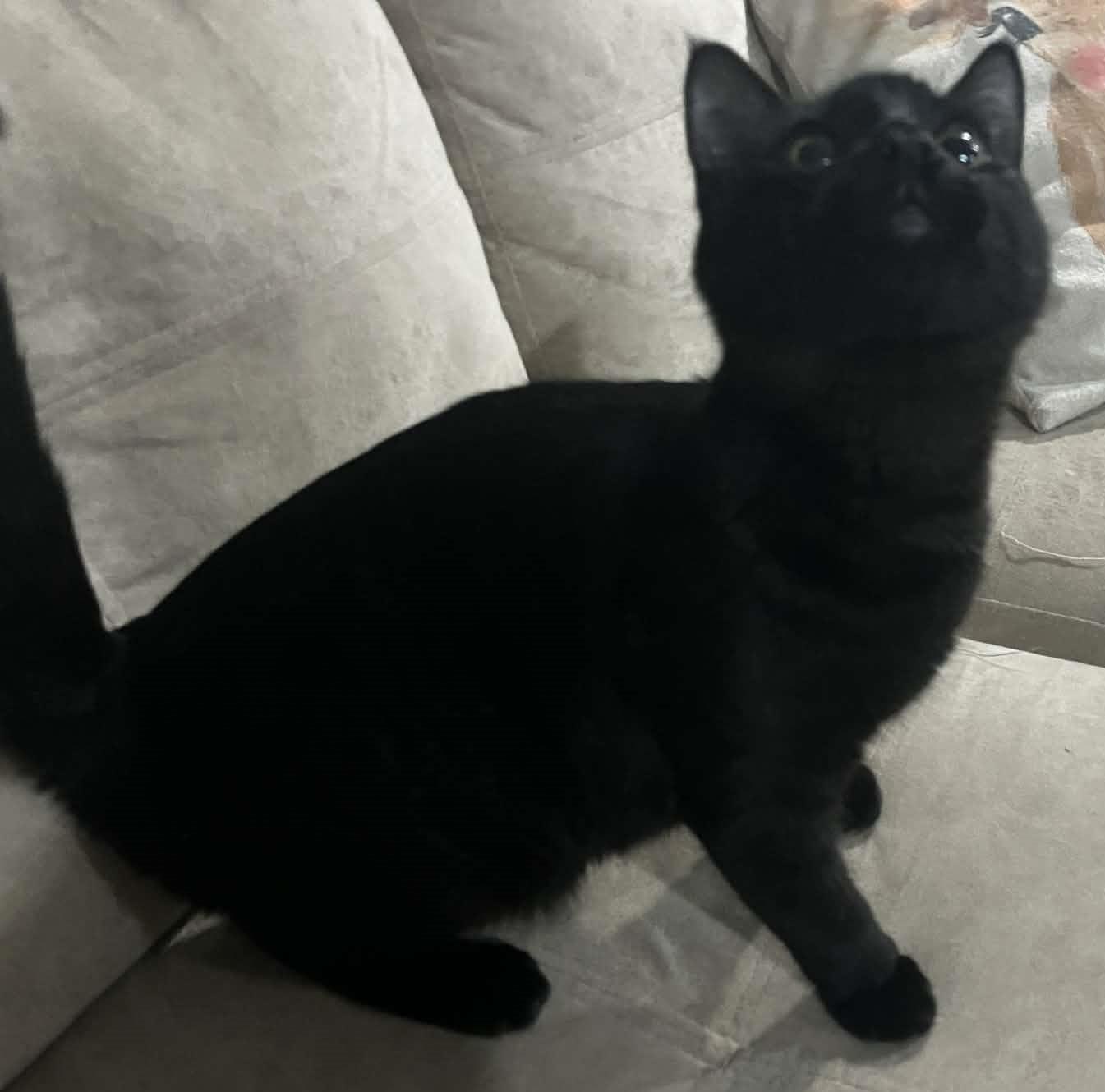 Enlarge Bubba, a ADOPTABLE Domestic Short Hair in Rochester, WA image 2/2