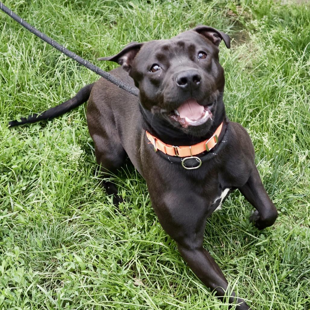 Gordo, Adoptable, Adult Male Pit Bull Terrier.
