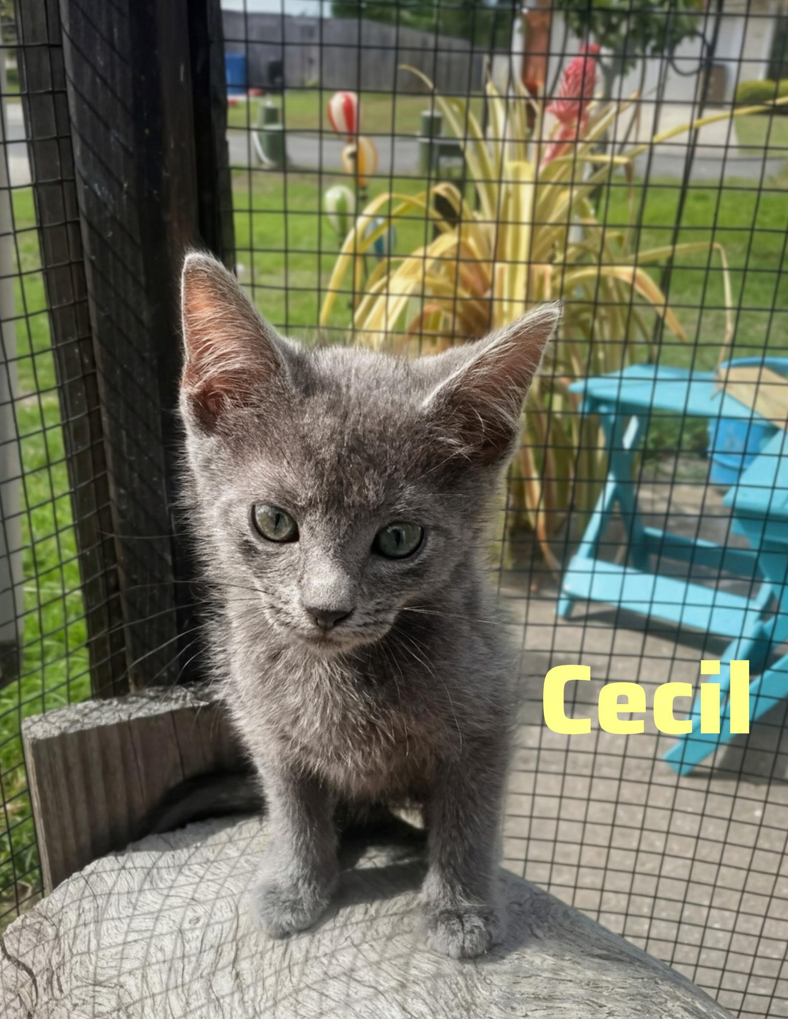 Enlarge Cecil, an adopted mixed breed in Shrewsbury, MA image 1/1