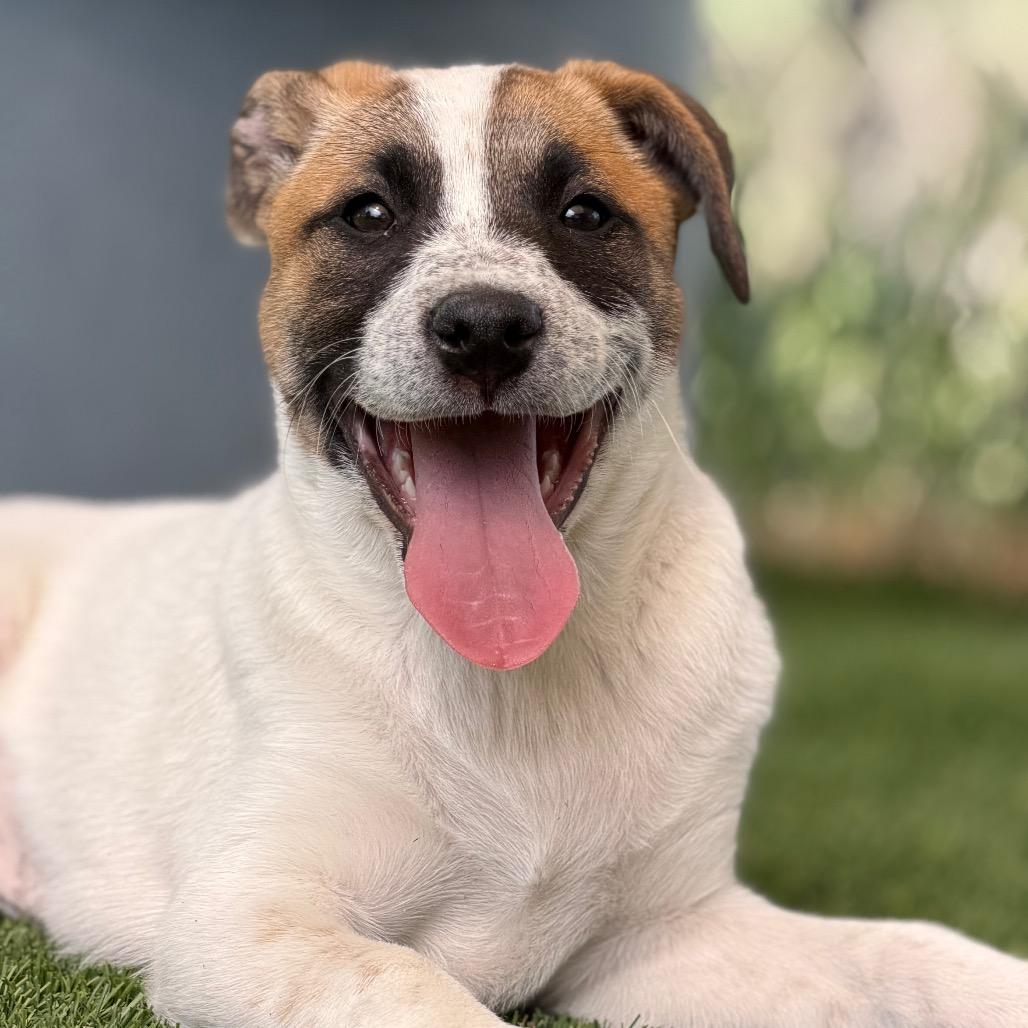 Emma, Adoptable, Puppy Female Border Collie.