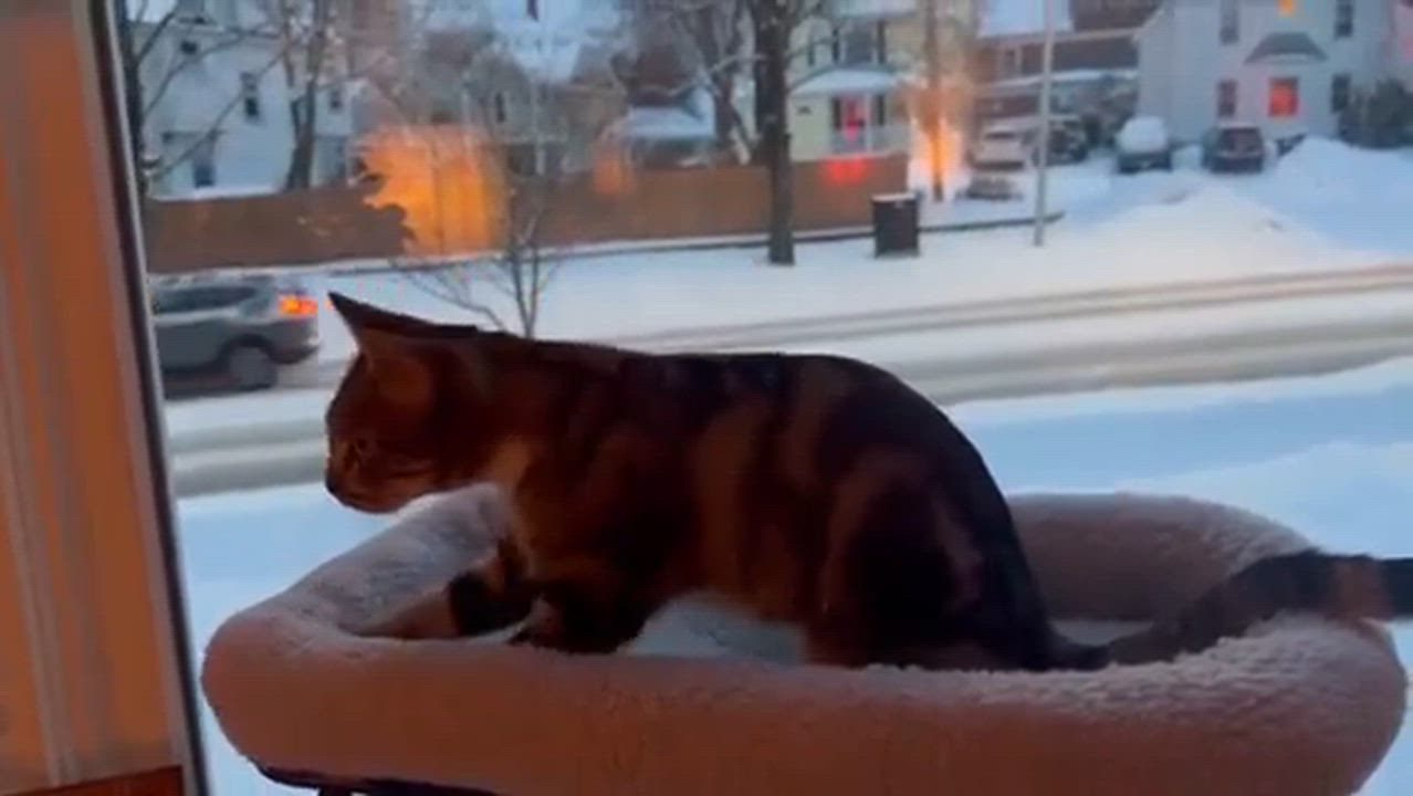 Enlarge Lou Lou, a ADOPTABLE Domestic Short Hair in Melrose, MA video 4/4