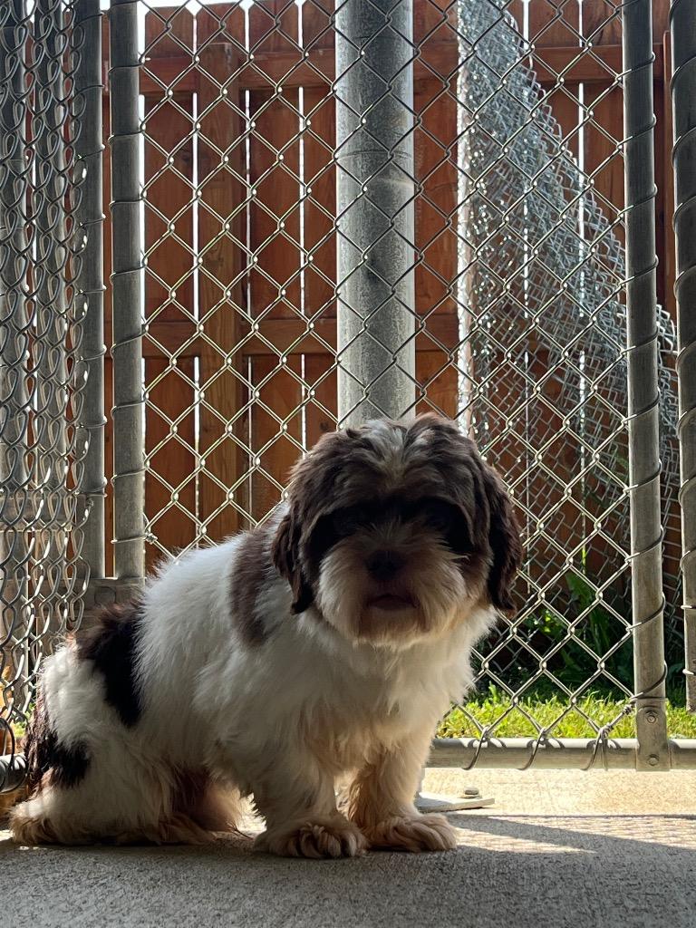 Mustache, Adopted, Adult Male Shih Tzu.