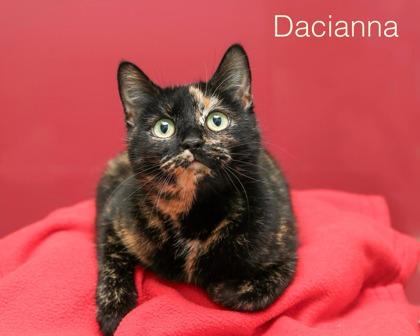 Dacianna, Adoptable, Adult Female Domestic Short Hair & Domestic Short Hair.