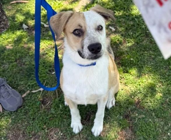 BUTTERSCOTCH, Adoptable, Young Male Australian Cattle Dog / Blue Heeler & Mixed Breed.