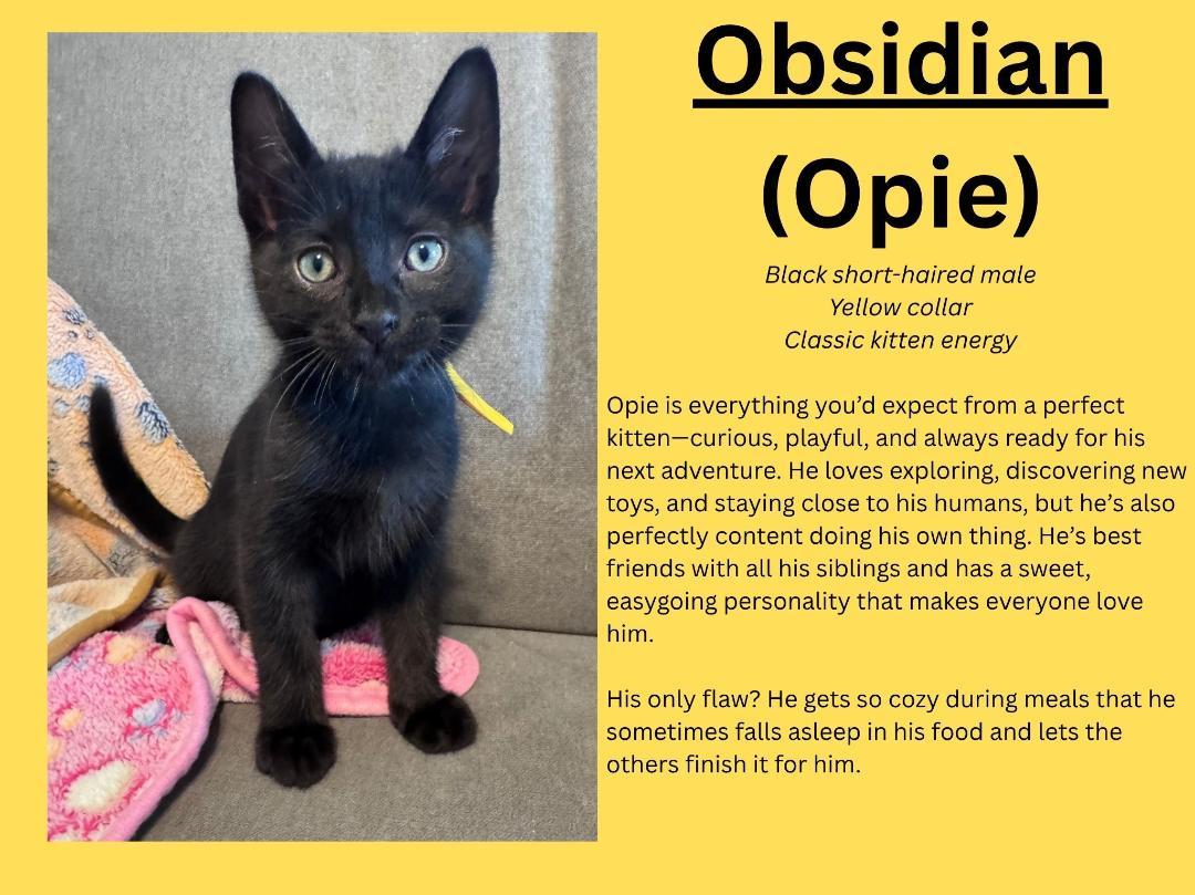 Enlarge Obsidian (Opie), a ADOPTABLE Domestic Short Hair in Terrell, TX image 1/1