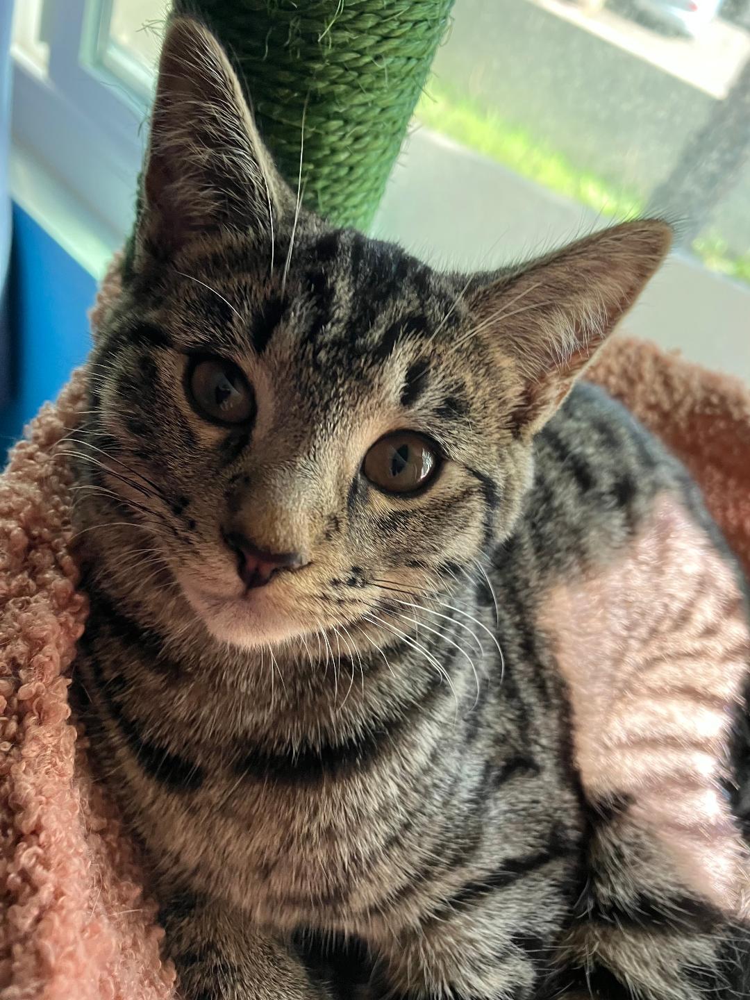 Enlarge Sadie, a ADOPTABLE Domestic Short Hair in Oceanside, CA image 4/6