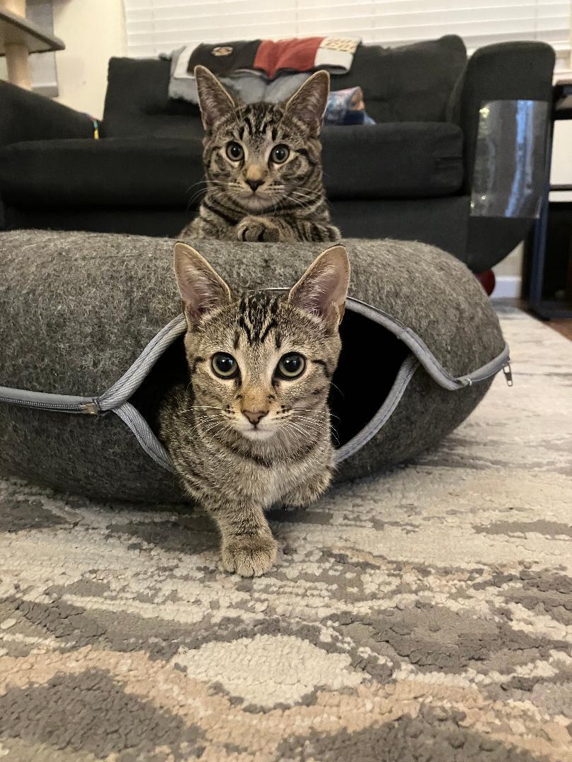 Enlarge Sadie, a ADOPTABLE Domestic Short Hair in Oceanside, CA image 6/6