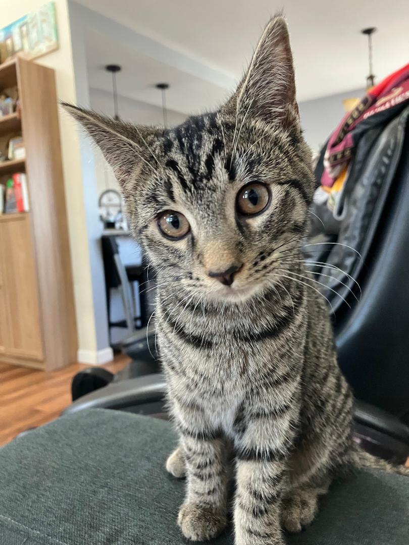 Enlarge Sadie, a ADOPTABLE Domestic Short Hair in Oceanside, CA image 2/6