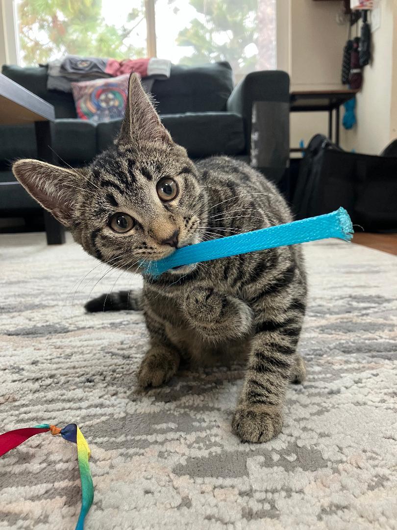 Enlarge Sadie, a ADOPTABLE Domestic Short Hair in Oceanside, CA image 5/6