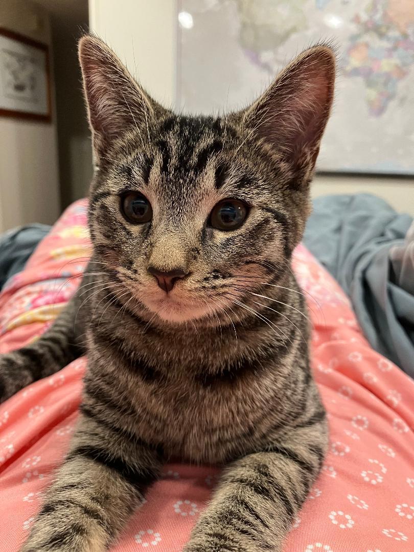 Sadie, ADOPTABLE, Kitten Female Domestic Short Hair.