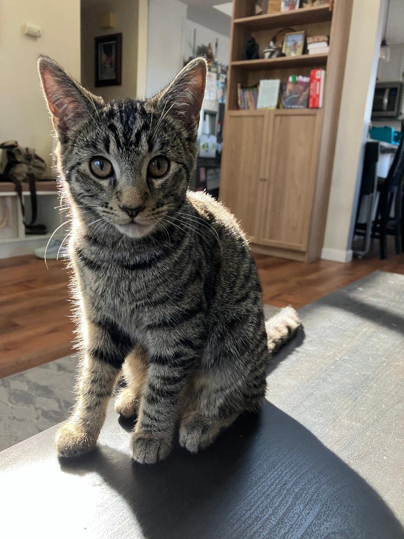 Enlarge Sadie, a ADOPTABLE Domestic Short Hair in Oceanside, CA image 3/6