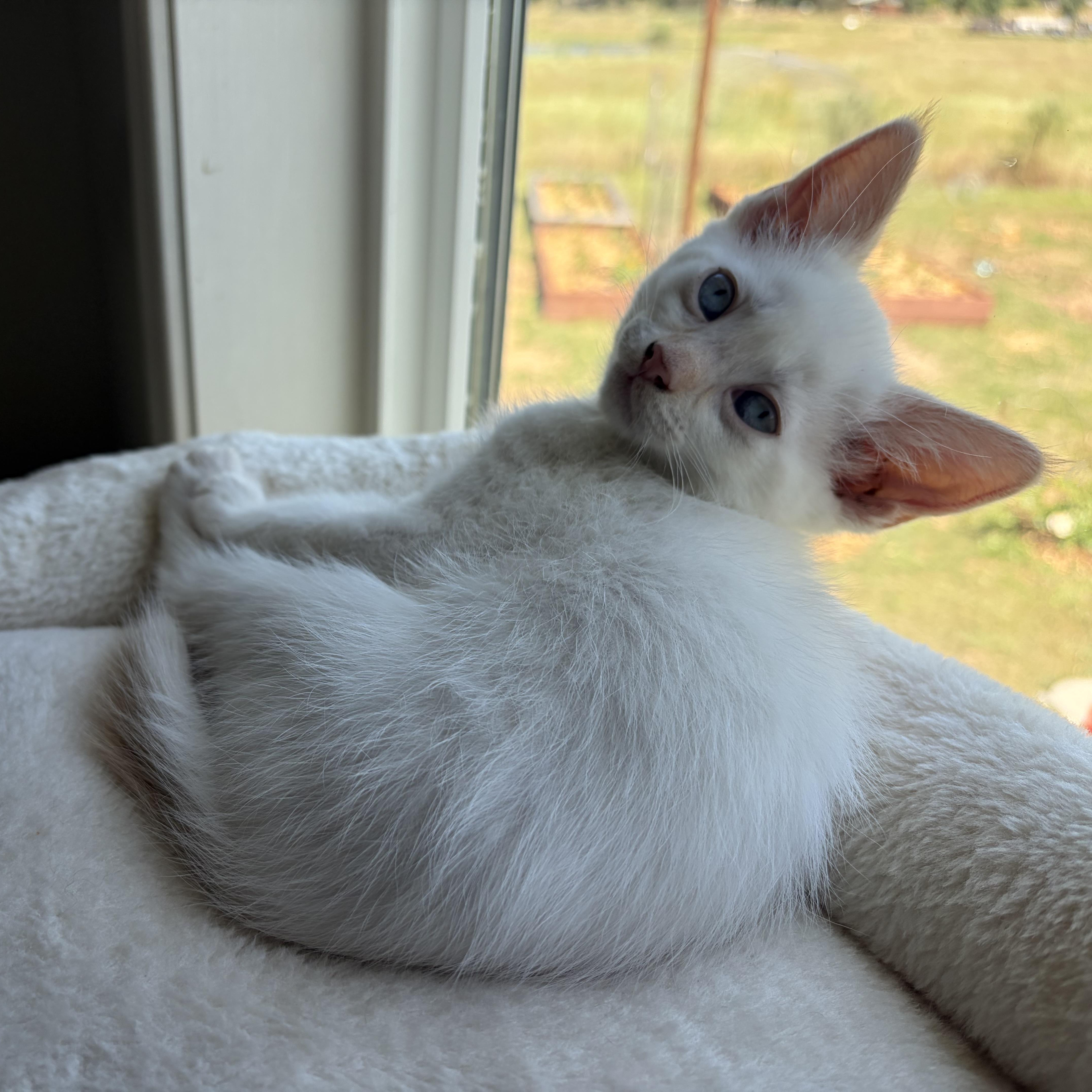Sparky, adopted, Kitten Male Domestic Short Hair.