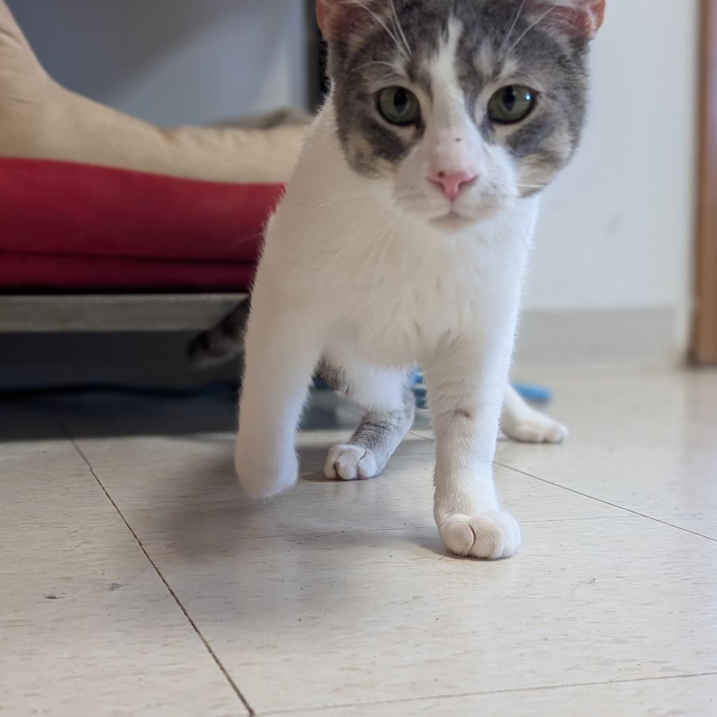 Milton, Adoptable, Adult Male Domestic Short Hair.