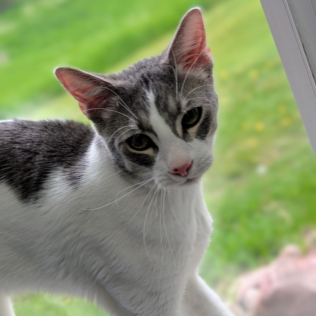 Milton, Adoptable, Adult Male Domestic Short Hair.